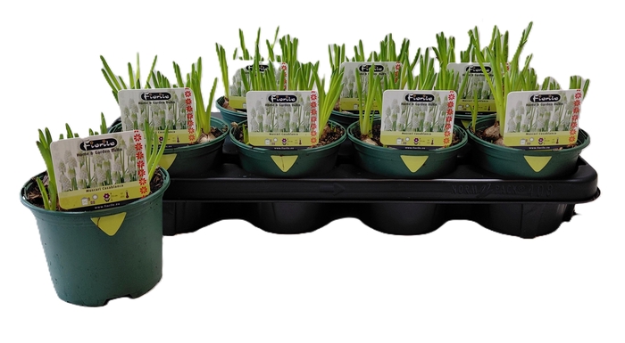 <h4>MUSCAR CASABLANCA</h4>