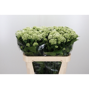 Eupatorium Ru Braulaub