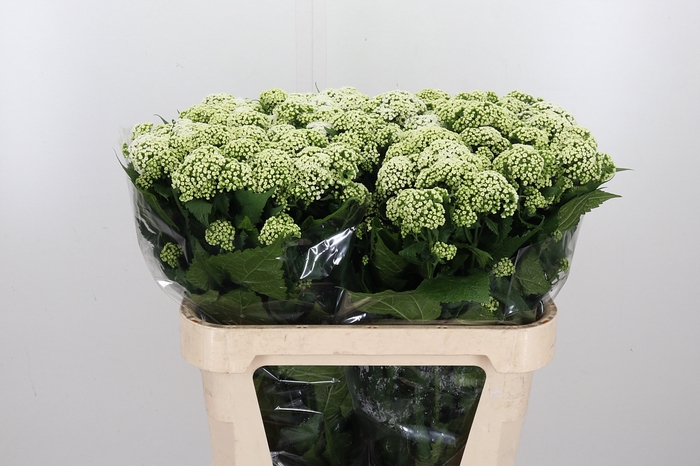 <h4>Eupatorium Ru Braulaub</h4>