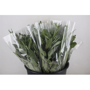 Boeket Aroma Mix P/b