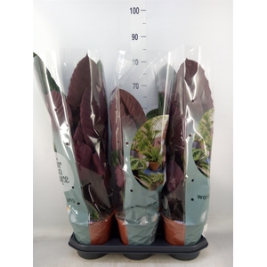 Calathea warscewiczii