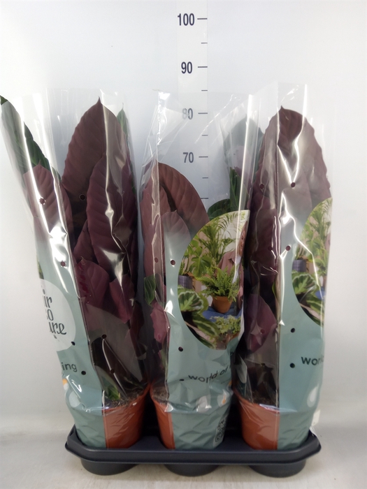 <h4>Calathea warscewiczii</h4>