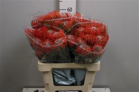 <h4>Leuco Tango</h4>