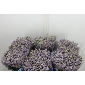 Veronica  'Smart Splash'