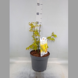Acer palmatum 'Orange Dream'