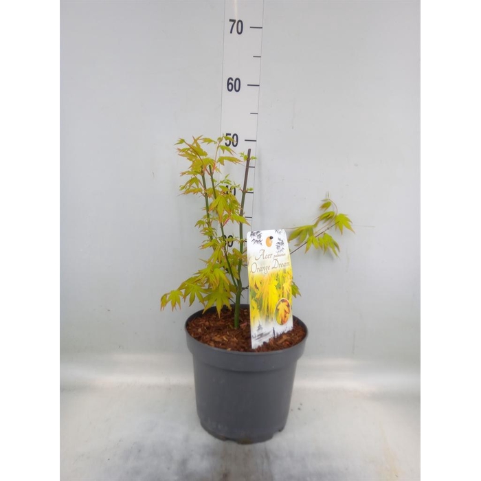 <h4>Acer palmatum 'Orange Dream'</h4>