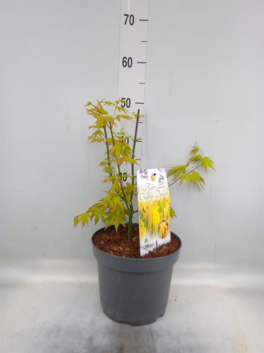 <h4>Acer palmatum 'Orange Dream'</h4>