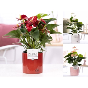 Anthurium mix in P&PURE Essential cer. ass. 3