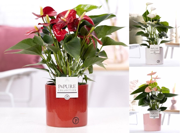 <h4>Anthurium mix in P&PURE Essential cer. ass. 3</h4>