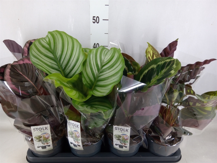 <h4>Calathea   ...mix 5</h4>