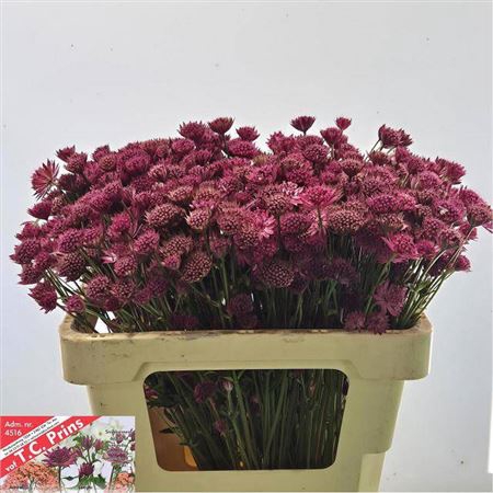 <h4>Astrantia Purple Sensation</h4>