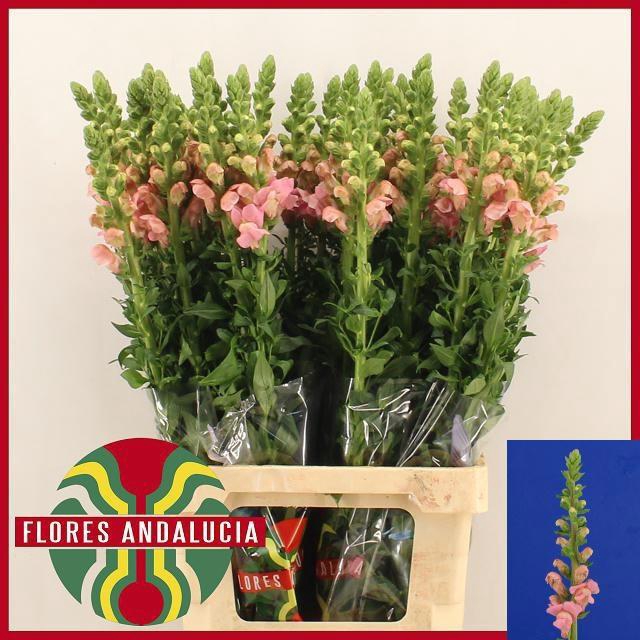 <h4>ANTIR POTO PINK</h4>