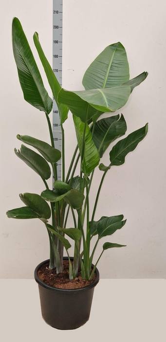 <h4>STRELITZIA NICOLAI</h4>