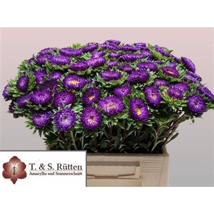 Callis Mats D Blauw