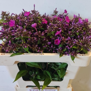 PHLOX MISS MOLLY