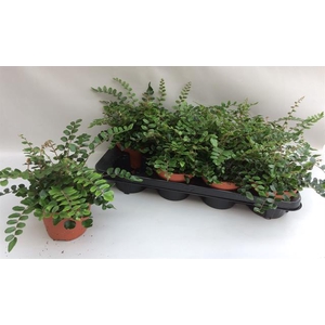 Pellaea Rotundifolia 13Ø 35cm