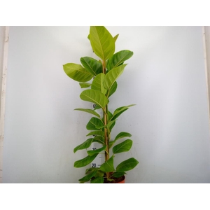 Ficus altissima