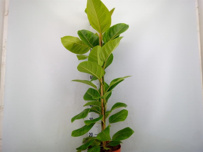 <h4>Ficus altissima</h4>