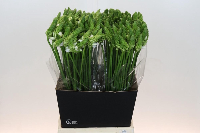 <h4>Ornithogalum Thyrsoides BIG WHITE</h4>