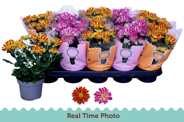 <h4>CHRYS GEM 2 KL BLOEM</h4>