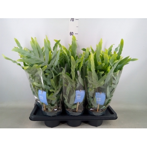 Phlebodium aureum 'Blue Star'