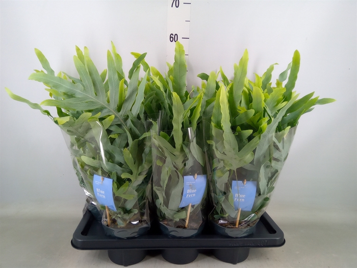 <h4>Phlebodium aureum 'Blue Star'</h4>