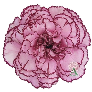 Di St Royal Damascus