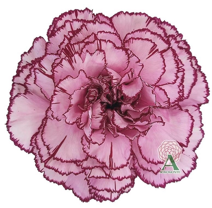 <h4>Di St Royal Damascus</h4>