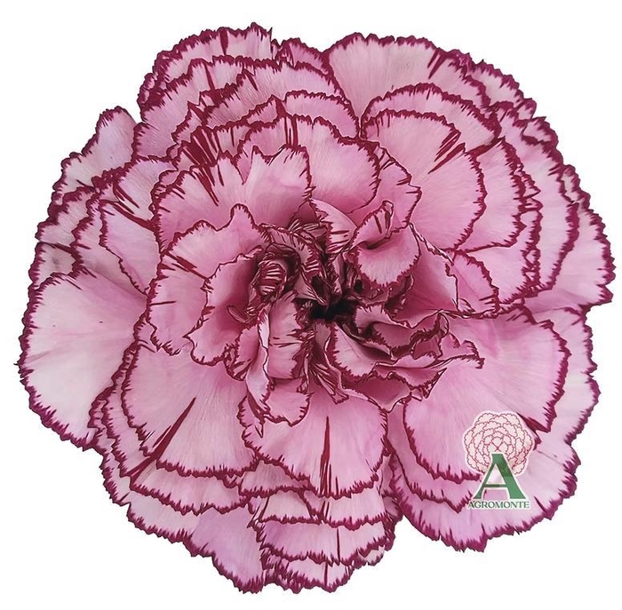 <h4>Di St Royal Damascus</h4>