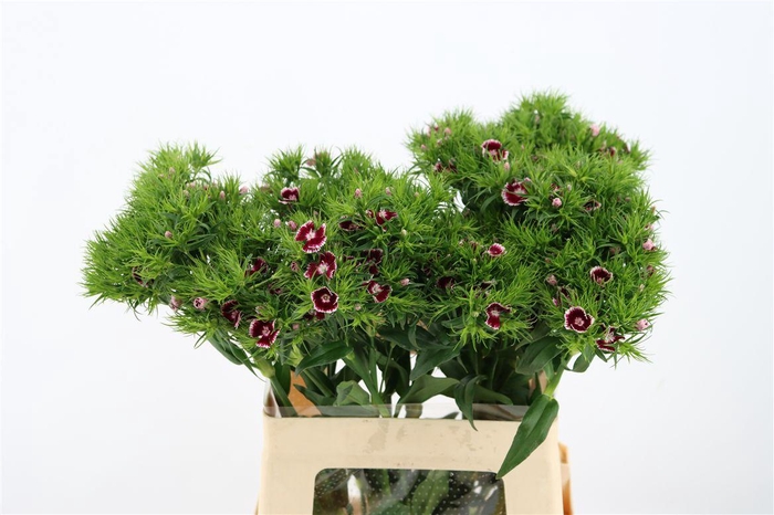 <h4>Di Barb Breanthus Roi Bicolor Red White</h4>