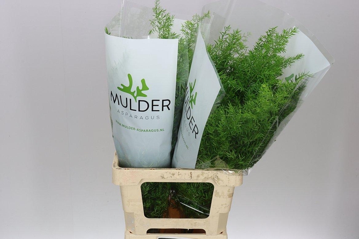 <h4>Asparagus Cwebe</h4>