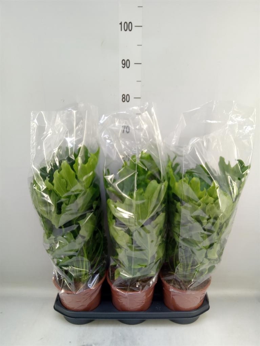 <h4>Philodendron   ...</h4>