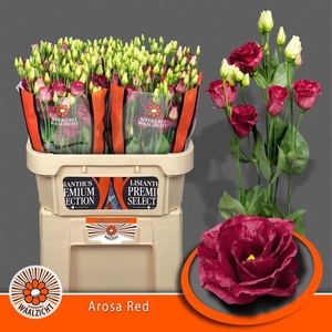 EUS G AROSA RED