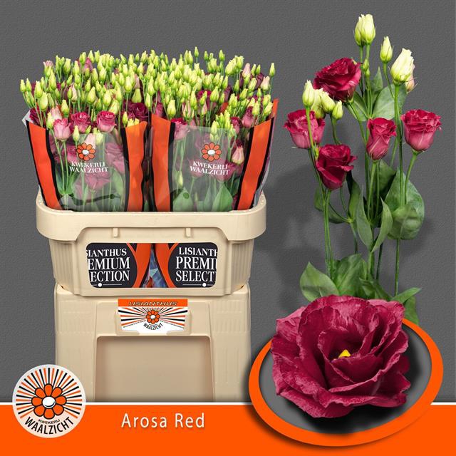 EUS G AROSA RED