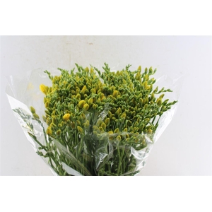 Fr Du Boulevard Yellow