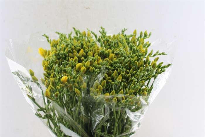 <h4>Fr Du Boulevard Yellow</h4>