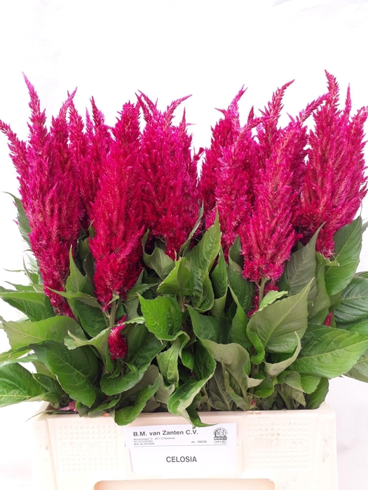 <h4>Cel P Cent Purp Rose</h4>