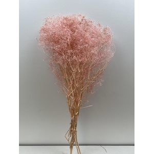 GESTABILISEERD GYPS MILLION STAR LICHTROSE