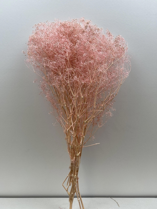 <h4>GESTABILISEERD GYPS MILLION STAR LICHTROSE</h4>