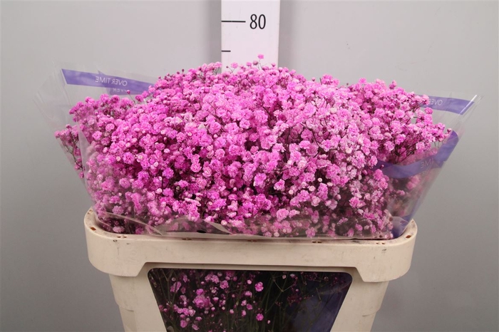<h4>Gyps Overtime Dark Pink</h4>