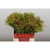 Leucadendron Ayoba Cherry Pearl Spray