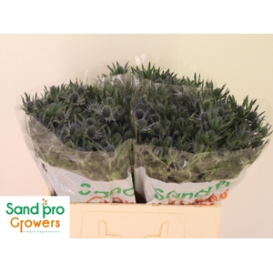 ERYN MAG BLUE LAGOON