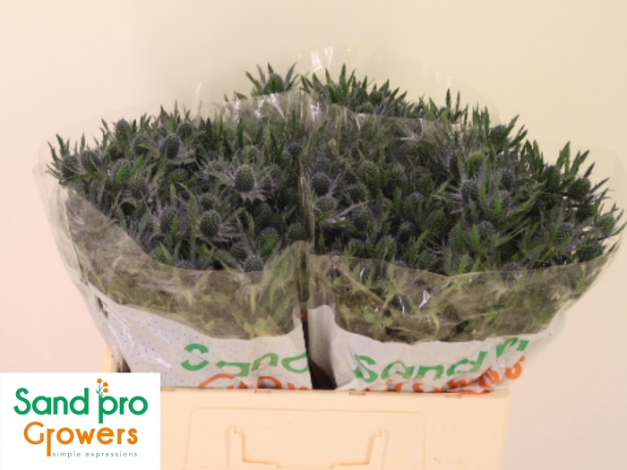 <h4>ERYN MAG BLUE LAGOON</h4>