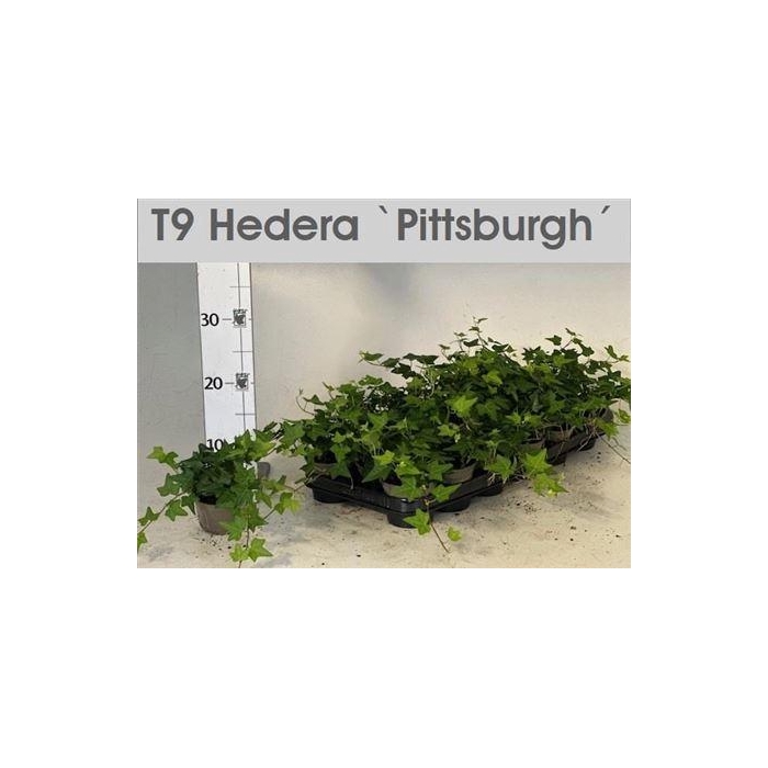 <h4>Hed He Pittsburgh</h4>