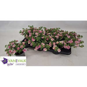 CALIB MINIF DOU PINK