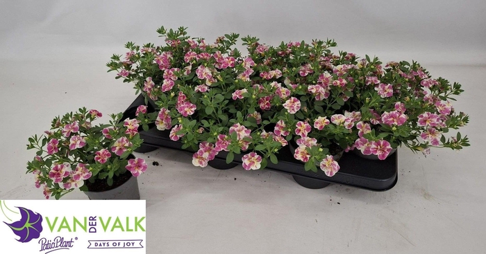 <h4>CALIB MINIF DOU PINK</h4>