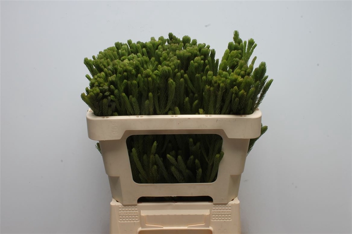 <h4>Kaaps Brunia Albiflora Green</h4>