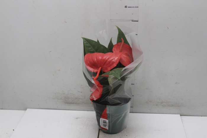 <h4>ANTHURIUM SCHERZERIANUM CHRISTINE P15</h4>