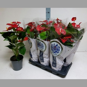 ANTHU A JAMBO RED