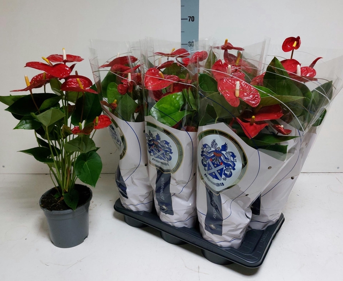 <h4>ANTHU A JAMBO RED</h4>